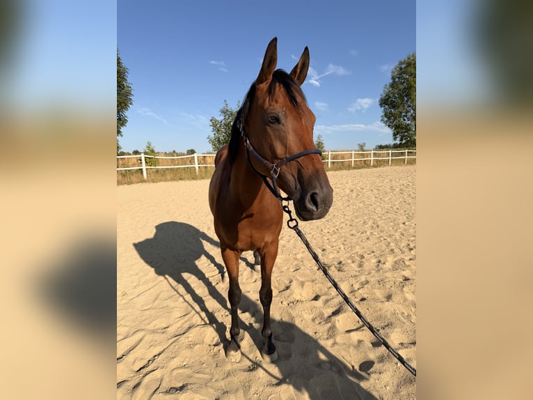 Hannoveraan Merrie 10 Jaar 159 cm Bruin in Steyr