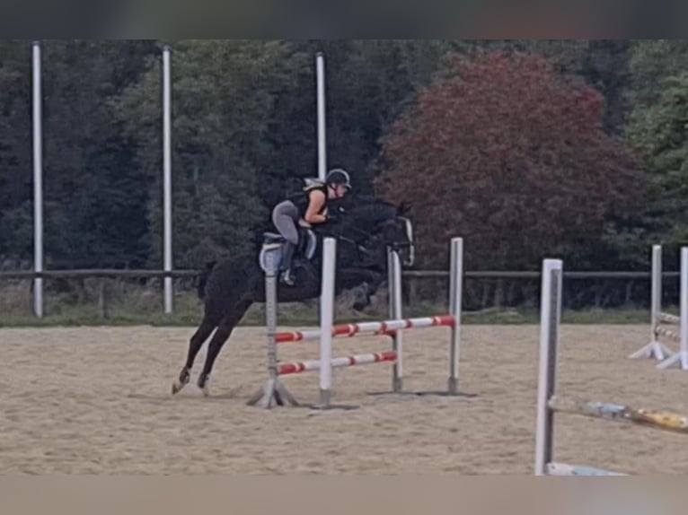 Hannoveraan Merrie 10 Jaar 160 cm Donkerbruin in Korbach