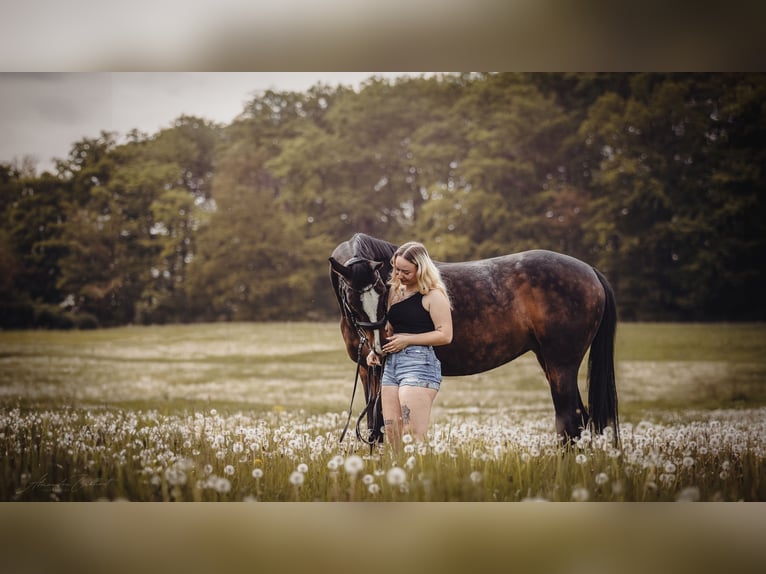 Hannoveraan Merrie 10 Jaar 160 cm Donkerbruin in Korbach