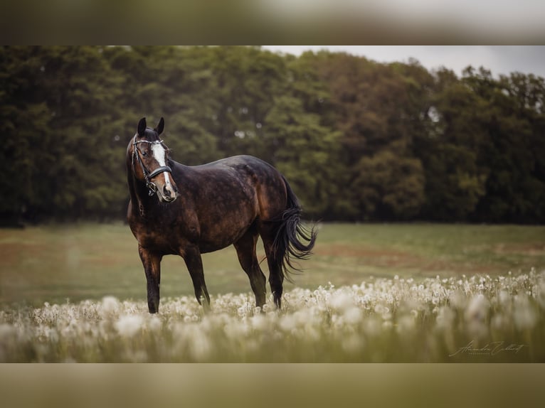 Hannoveraan Merrie 10 Jaar 160 cm Donkerbruin in Korbach