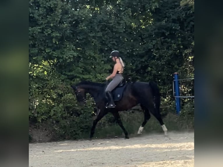 Hannoveraan Merrie 10 Jaar 160 cm Donkerbruin in Korbach