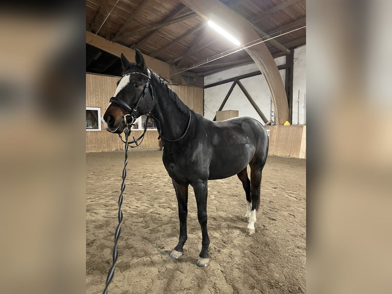 Hannoveraan Merrie 10 Jaar 160 cm Donkerbruin in Korbach