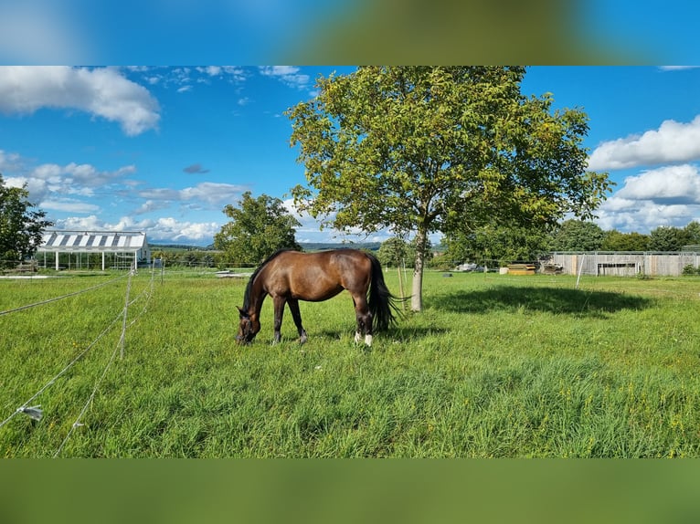 Hannoveraan Merrie 10 Jaar 160 cm Donkerbruin in Erdmannhausen