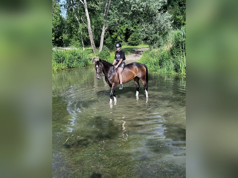 Hannoveraan Merrie 10 Jaar 160 cm Donkerbruin in Strullendorf