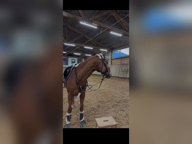 Hannoveraan Merrie 10 Jaar 160 cm Vos in Weißenburg in Bayern