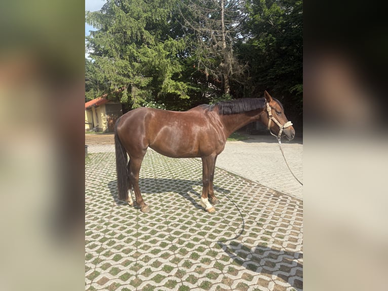 Hannoveraan Merrie 10 Jaar 161 cm Donkere-vos in Etzelwang