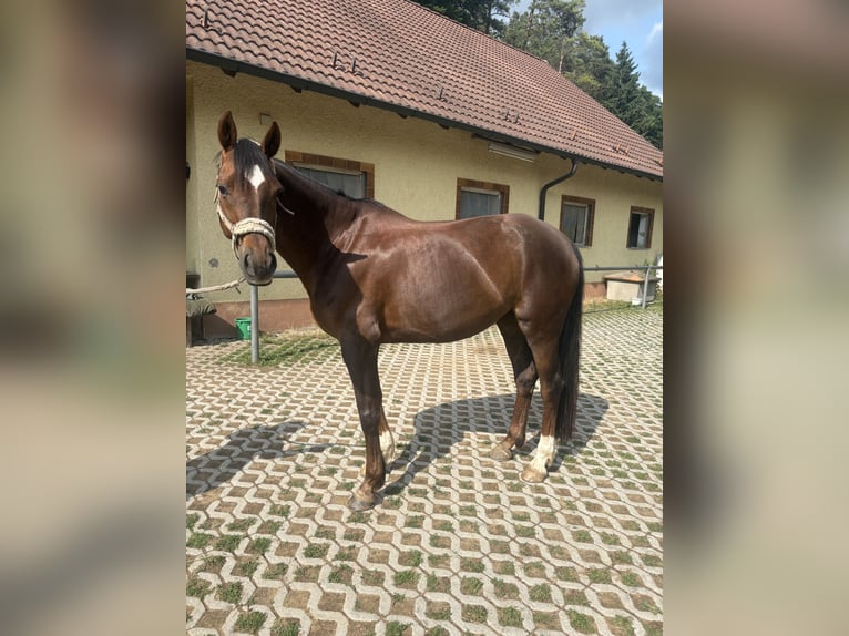 Hannoveraan Merrie 10 Jaar 161 cm Donkere-vos in Etzelwang