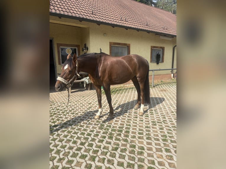 Hannoveraan Merrie 10 Jaar 161 cm Donkere-vos in Etzelwang
