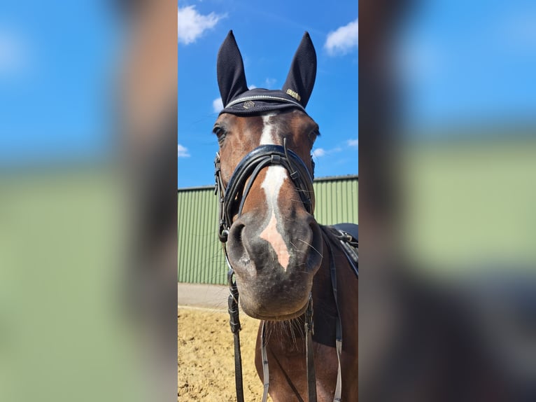 Hannoveraan Merrie 10 Jaar 162 cm Bruin in Sonsbeck