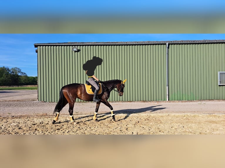 Hannoveraan Merrie 10 Jaar 162 cm Bruin in Sonsbeck