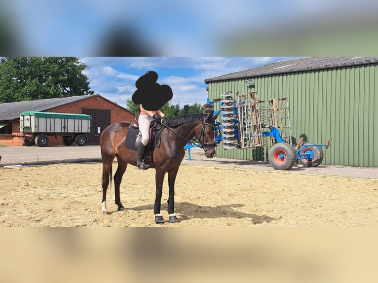 Hannoveraan Merrie 10 Jaar 162 cm Bruin in Sonsbeck