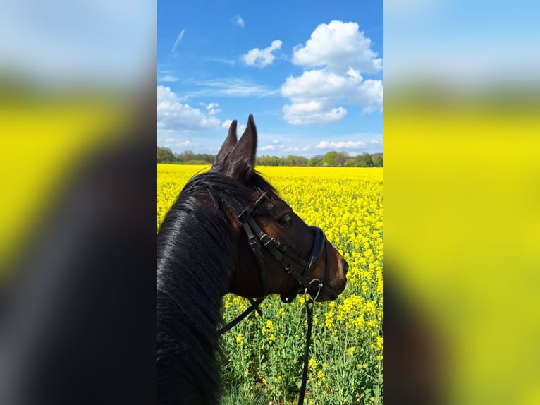Hannoveraan Merrie 10 Jaar 162 cm Bruin in Sonsbeck