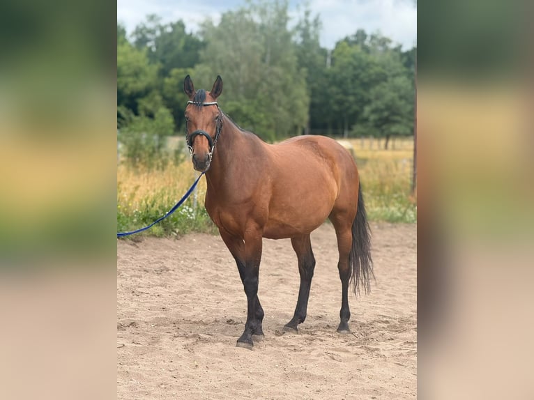 Hannoveraan Merrie 10 Jaar 162 cm Bruin in Berlin