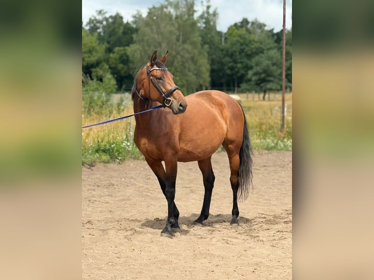 Hannoveraan Merrie 10 Jaar 162 cm Bruin in Berlin
