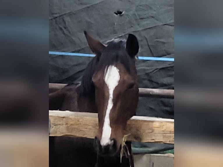 Hannoveraan Merrie 10 Jaar 162 cm Bruin in Nienburg