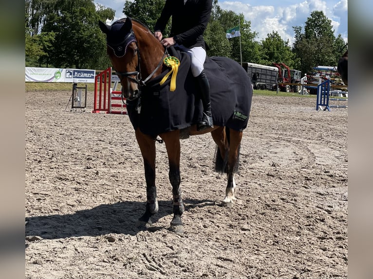 Hannoveraan Merrie 10 Jaar 162 cm Bruin in Göttingen