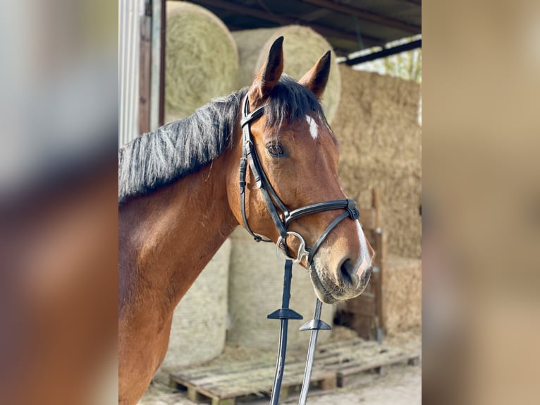 Hannoveraan Merrie 10 Jaar 162 cm Bruin in Göttingen