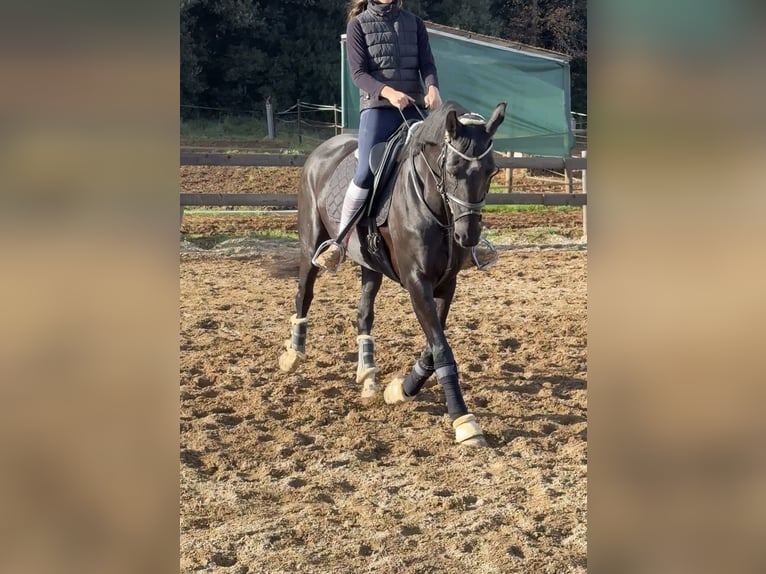 Hannoveraan Merrie 10 Jaar 162 cm Zwart in Pedrinya (Ajuntament Crespia)