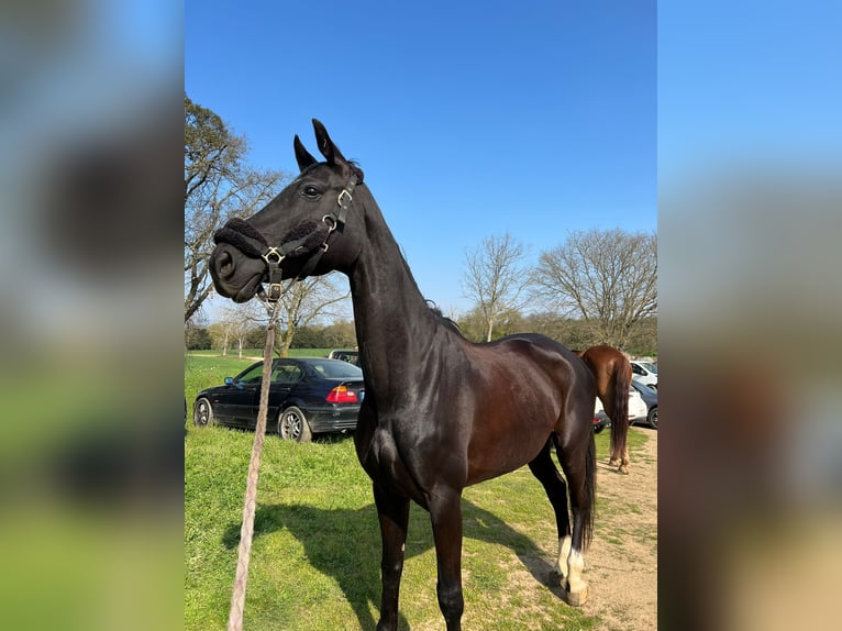 Hannoveraan Merrie 10 Jaar 162 cm Zwart in Pedrinya (Ajuntament Crespia)