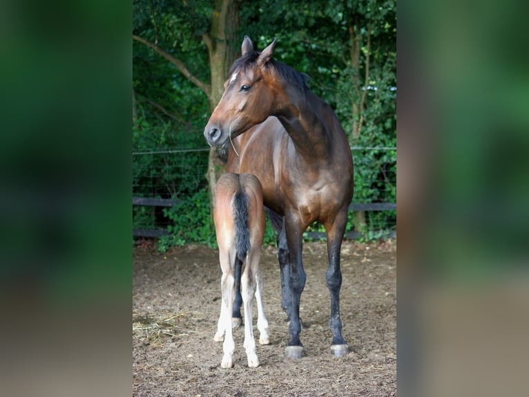 Hannoveraan Merrie 10 Jaar 163 cm Donkerbruin in Clenze