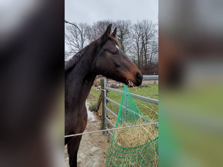 Hannoveraan Merrie 10 Jaar 163 cm Donkerbruin in Clenze