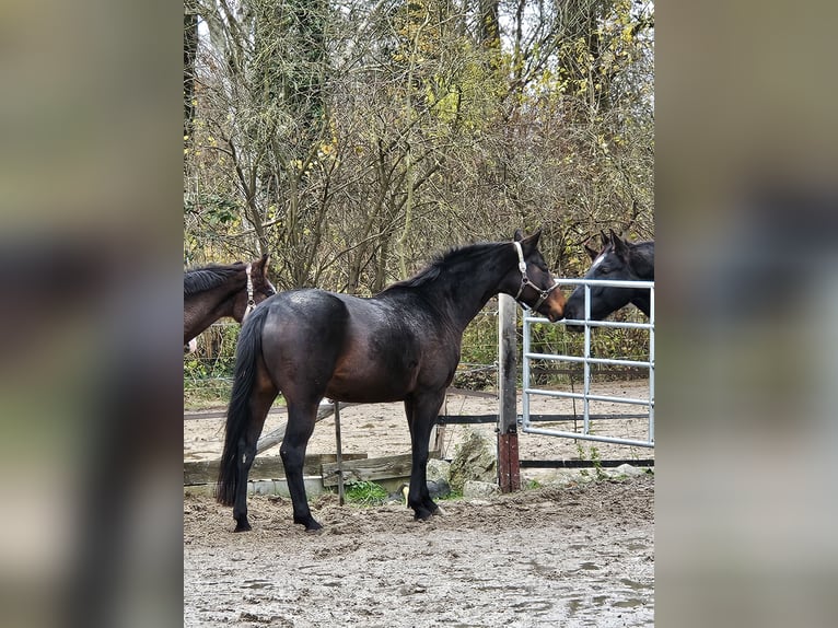 Hannoveraan Merrie 10 Jaar 163 cm Donkerbruin in Clenze