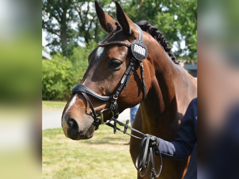 Hannoveraan Merrie 10 Jaar 163 cm Donkerbruin in Rastede