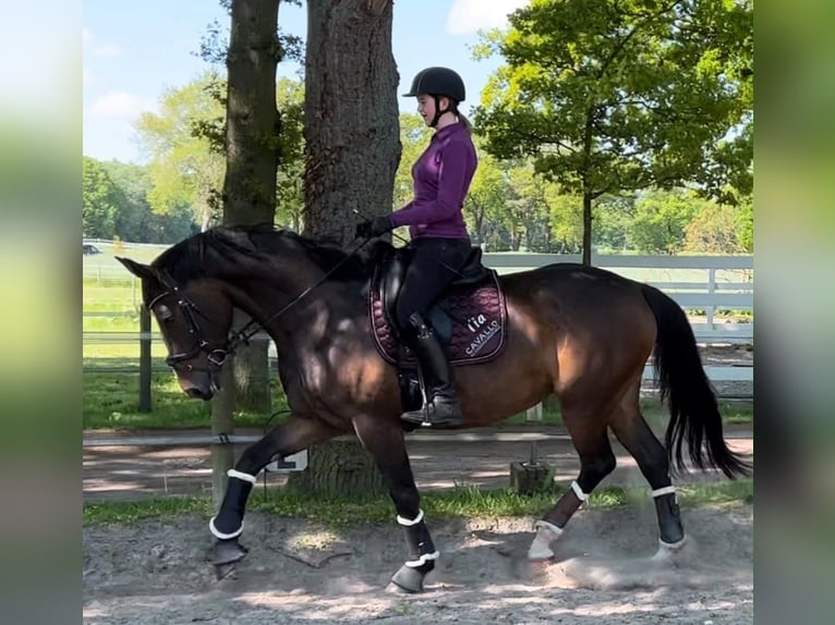 Hannoveraan Merrie 10 Jaar 163 cm Donkerbruin in Rastede