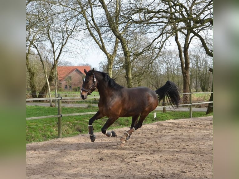 Hannoveraan Merrie 10 Jaar 163 cm Donkerbruin in Rastede