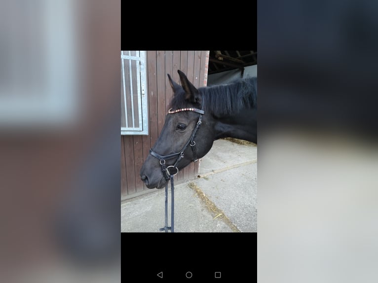 Hannoveraan Merrie 10 Jaar 163 cm Donkerbruin in R&#xF6;dinghausen