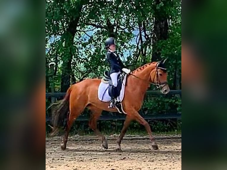 Hannoveraan Merrie 10 Jaar 163 cm Vos in Hünfelden