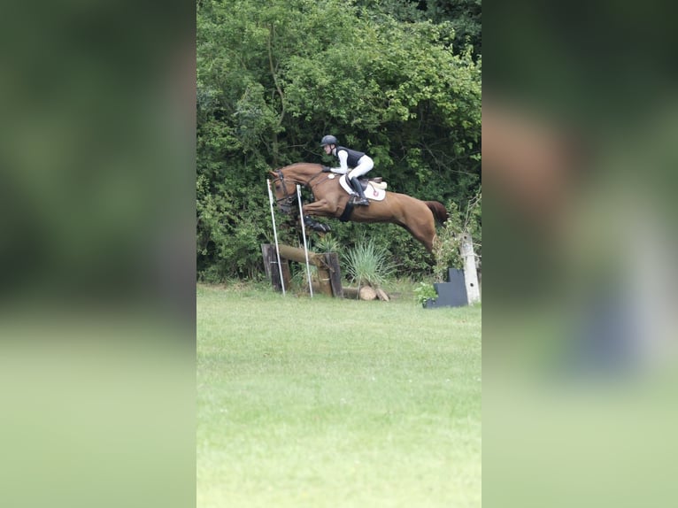 Hannoveraan Merrie 10 Jaar 163 cm Vos in Ascheberg
