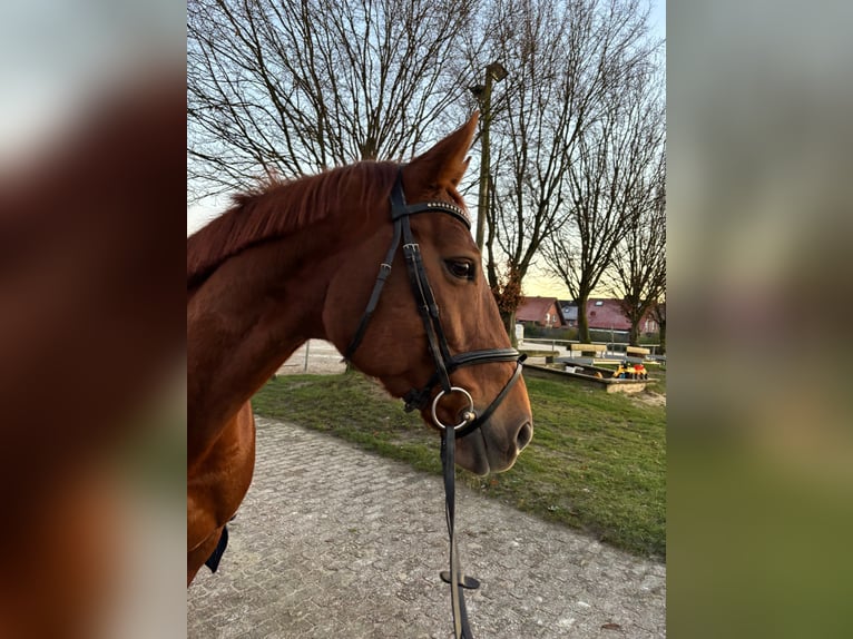 Hannoveraan Merrie 10 Jaar 163 cm Vos in Ascheberg