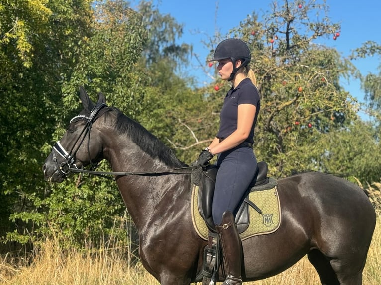 Hannoveraan Merrie 10 Jaar 163 cm Zwart in Marlow