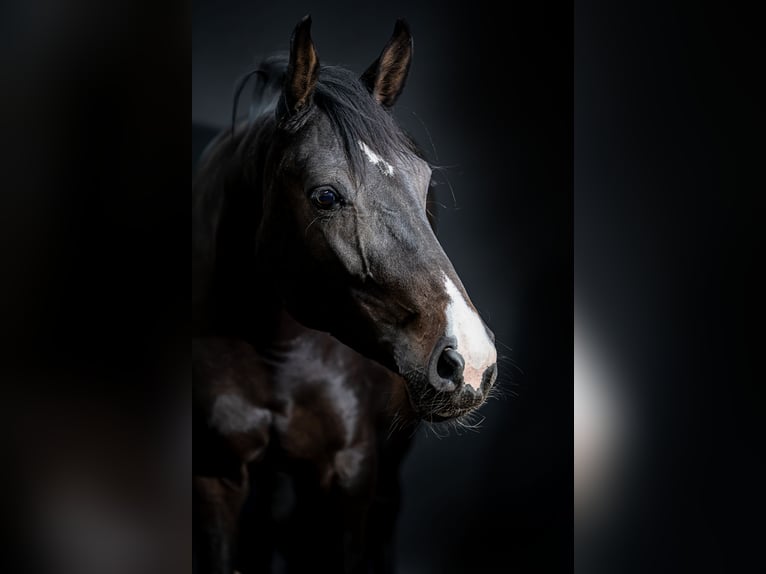 Hannoveraan Merrie 10 Jaar 163 cm Zwart in Stuhr