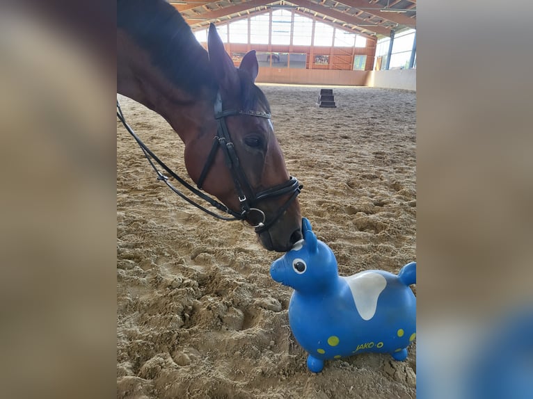 Hannoveraan Merrie 10 Jaar 164 cm Bruin in Goslar Hahndorf