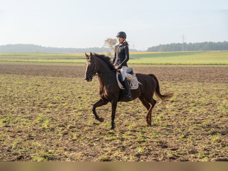 Hannoveraan Merrie 10 Jaar 164 cm Donkere-vos in Zernien