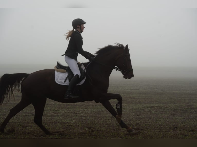 Hannoveraan Merrie 10 Jaar 164 cm Donkere-vos in Zernien