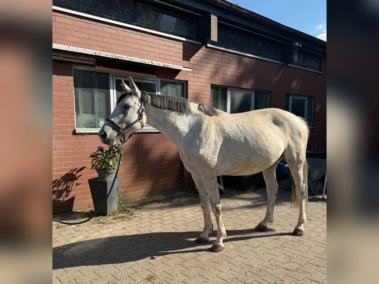 Hannoveraan Merrie 10 Jaar 164 cm Schimmel in Coburg