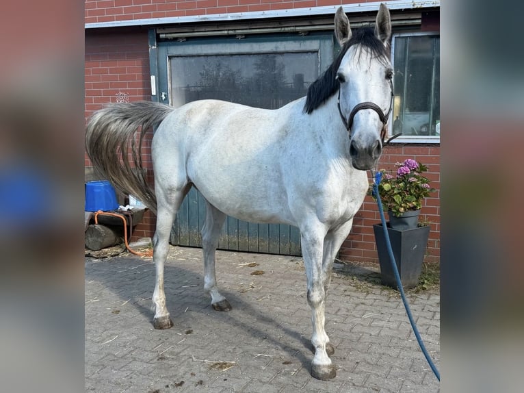 Hannoveraan Merrie 10 Jaar 164 cm Schimmel in Coburg