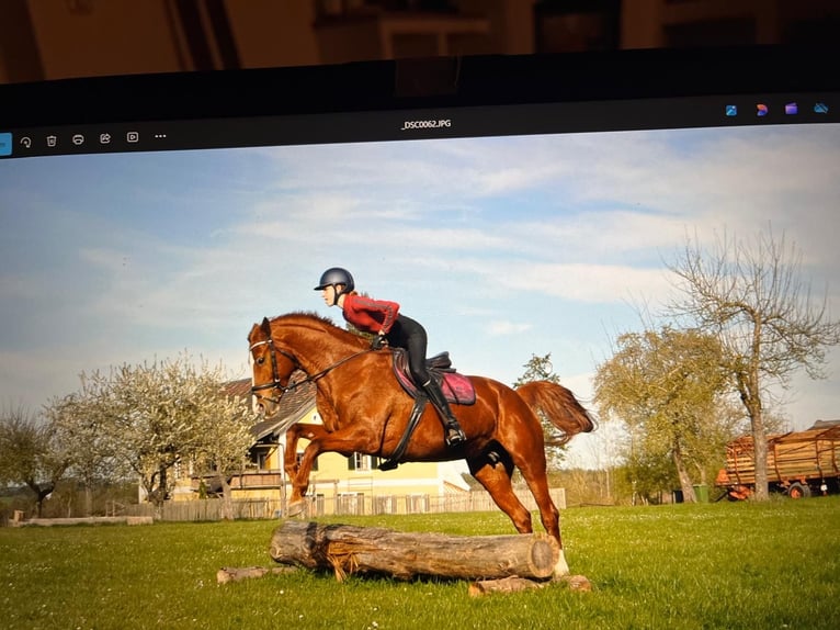 Hannoveraan Merrie 10 Jaar 164 cm Vos in Beratzhausen