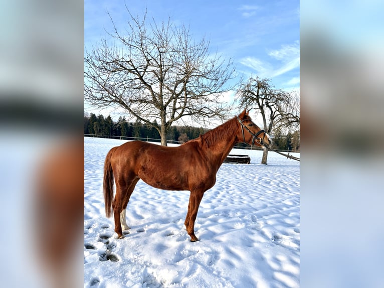 Hannoveraan Merrie 10 Jaar 164 cm Vos in Beratzhausen