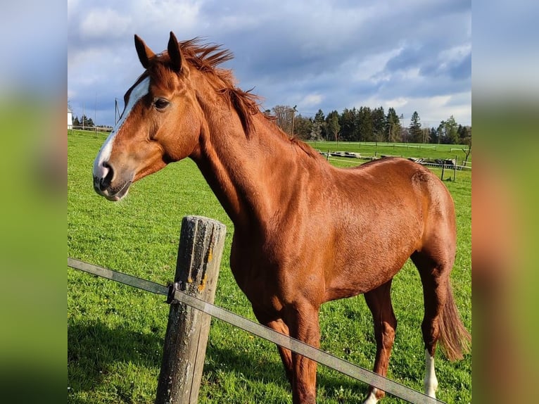 Hannoveraan Merrie 10 Jaar 164 cm Vos in Beratzhausen