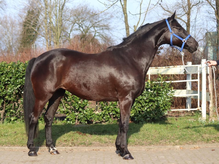 Hannoveraan Merrie 10 Jaar 164 cm Zwart in Selsingen
