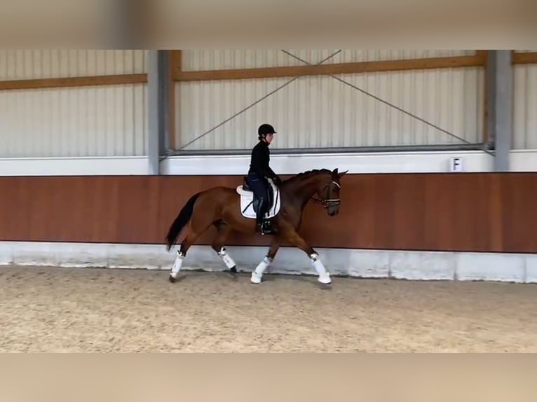 Hannoveraan Merrie 10 Jaar 165 cm Bruin in Oyten