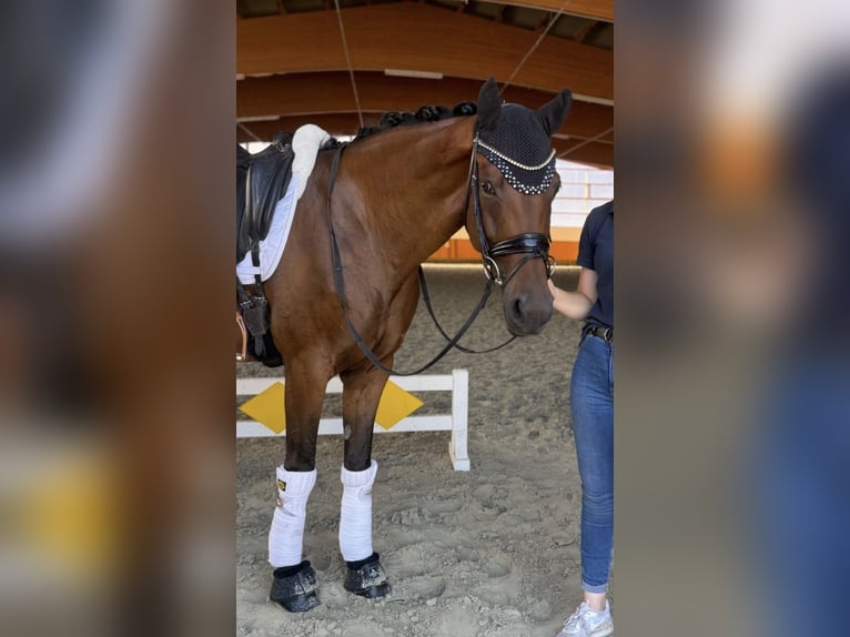 Hannoveraan Merrie 10 Jaar 165 cm Bruin in Petershagen