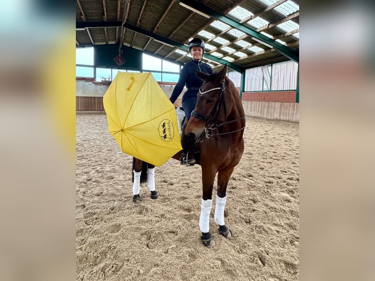 Hannoveraan Merrie 10 Jaar 165 cm Bruin in Petershagen