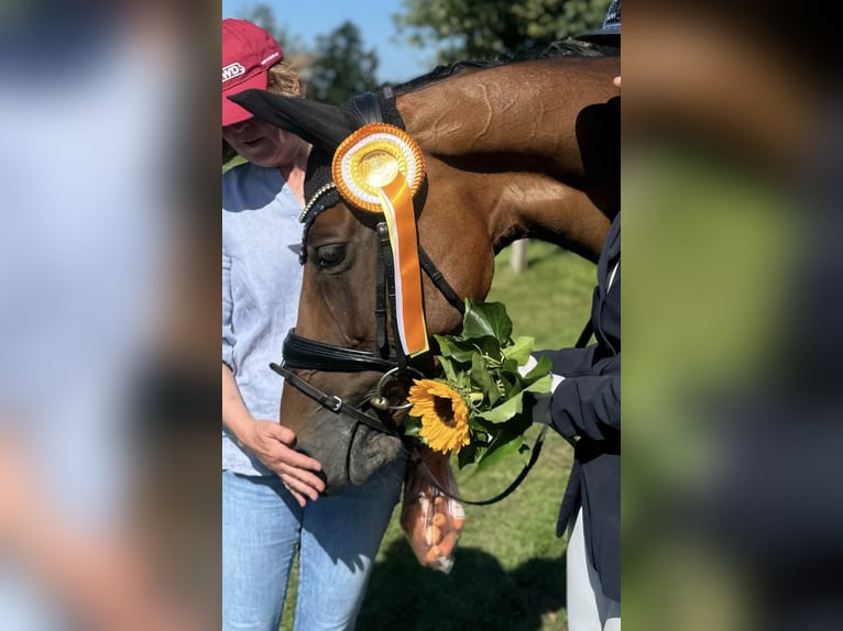 Hannoveraan Merrie 10 Jaar 165 cm Bruin in Petershagen