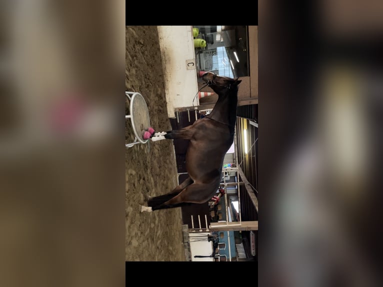 Hannoveraan Merrie 10 Jaar 165 cm Bruin in Stuhr
