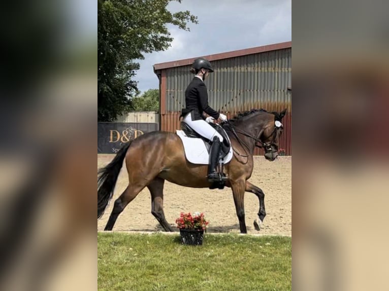 Hannoveraan Merrie 10 Jaar 165 cm Bruin in Stuhr
